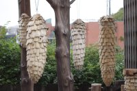 kuva1_macu-makkonen-jesse-kitinoja_kavyt-_kuva-jesse-kitinoja_img_5333