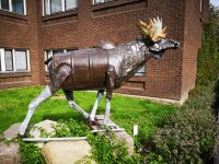 kuva2_hirvi_alpo-koivumaki_kuva-raija-kallioinen