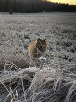 rolli_lapinkoira_pellolla_kuva_merjakarjalainen
